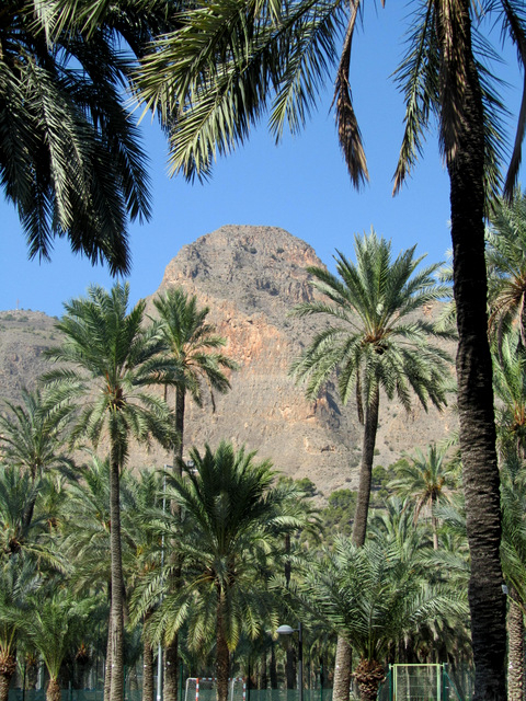 The Palmeral of Orihuela