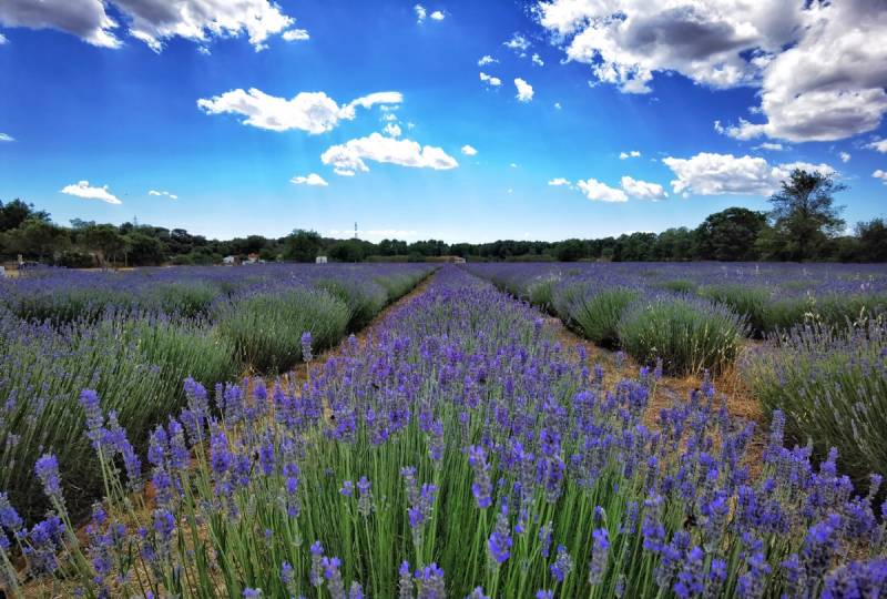 Ultimate Spanish flower trail: The floral tourist route for nature lovers in Spain