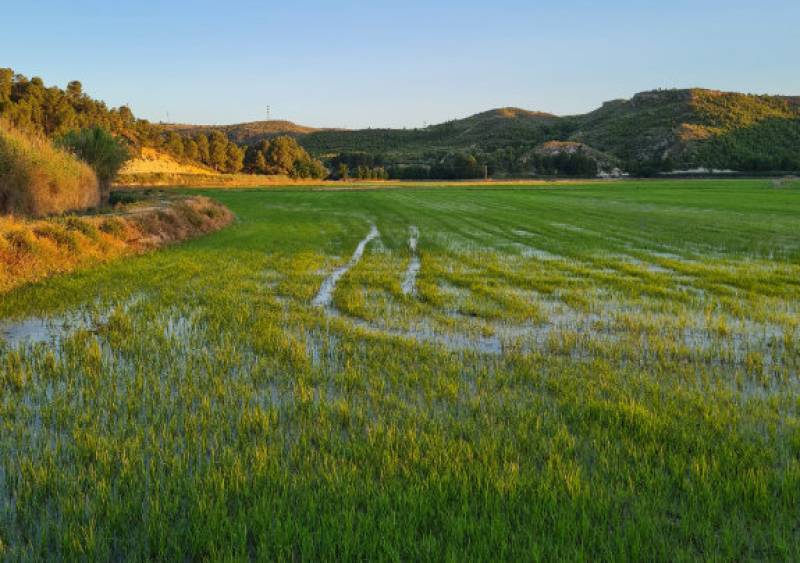 How science and technology are helping Calasparra to improve its rice harvest