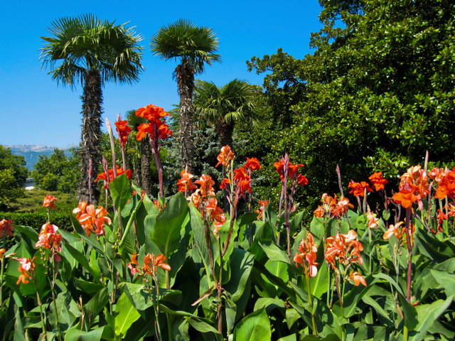 Dividing and clearing canna plants