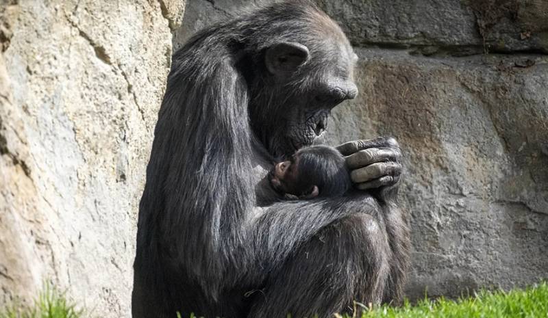 Heartbroken chimpanzee refuses to give up her dead baby at Valencia zoo