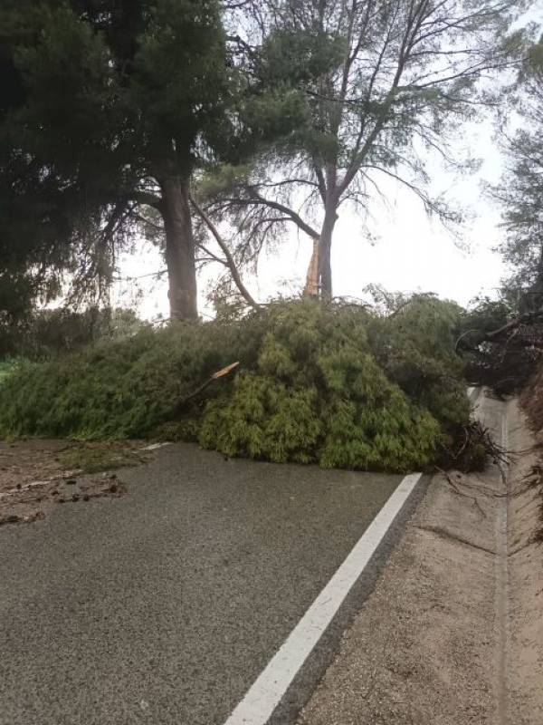 Felled trees, hailstones and blocked roads after massive storm in Murcia 