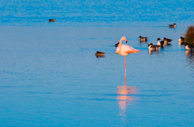 Exciting ways to see the wildlife of the Region of Murcia!