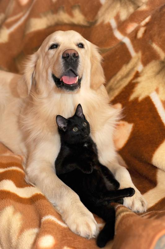 How to keep your pets safe and cool during Spain's summer heat waves