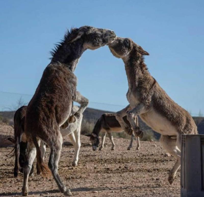 Help hooves and heal hearts... volunteer with rescued donkeys in Murcia
