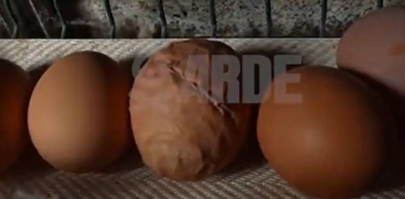 Watch the disturbing new footage from a Mallorca chicken farm that shows worsening conditions
