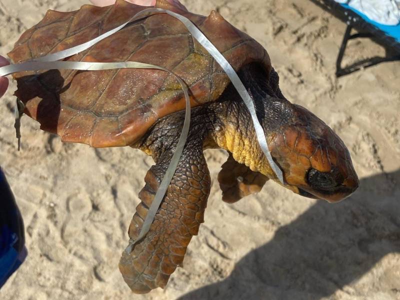 Turtle rescued from the sea in Torrevieja after eating the remains of a balloon