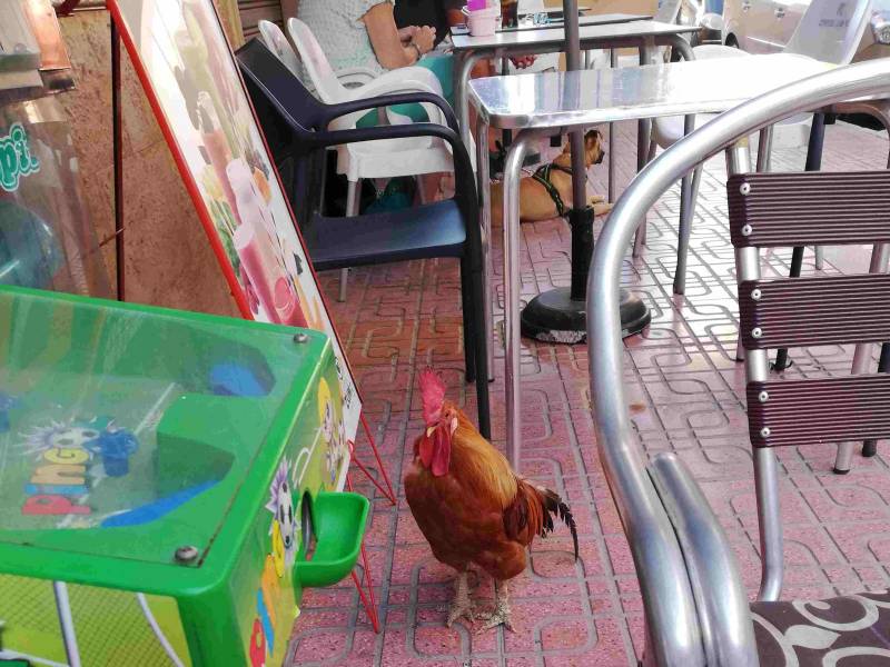 Company chickens out of contract to rid Torrevieja of stray poultry