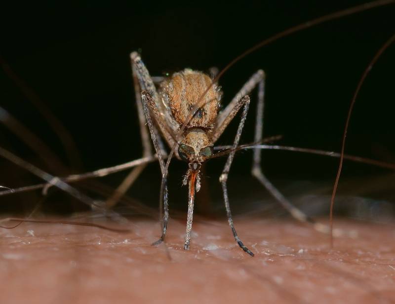 West Nile virus returns to Spain, raising health alert