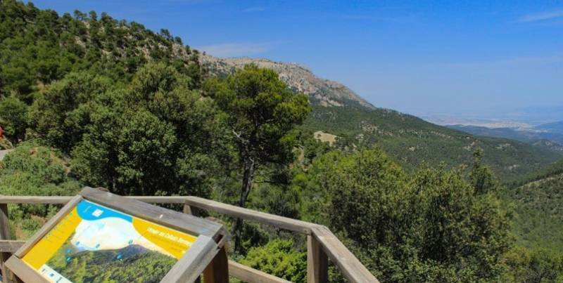 Sierra Espuña receives €1.6 million to combat devastating pine beetle outbreak