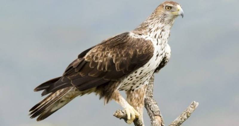 The mountains of Sierra de la Pila in north-eastern Murcia