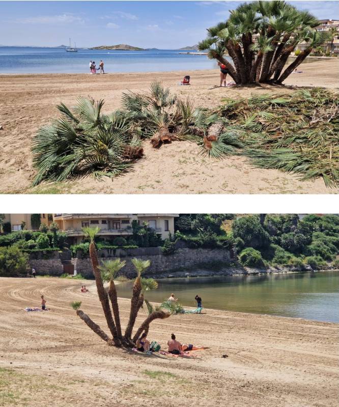 Mar Menor environmental group condemns heavy pruning of native palm trees in La Manga