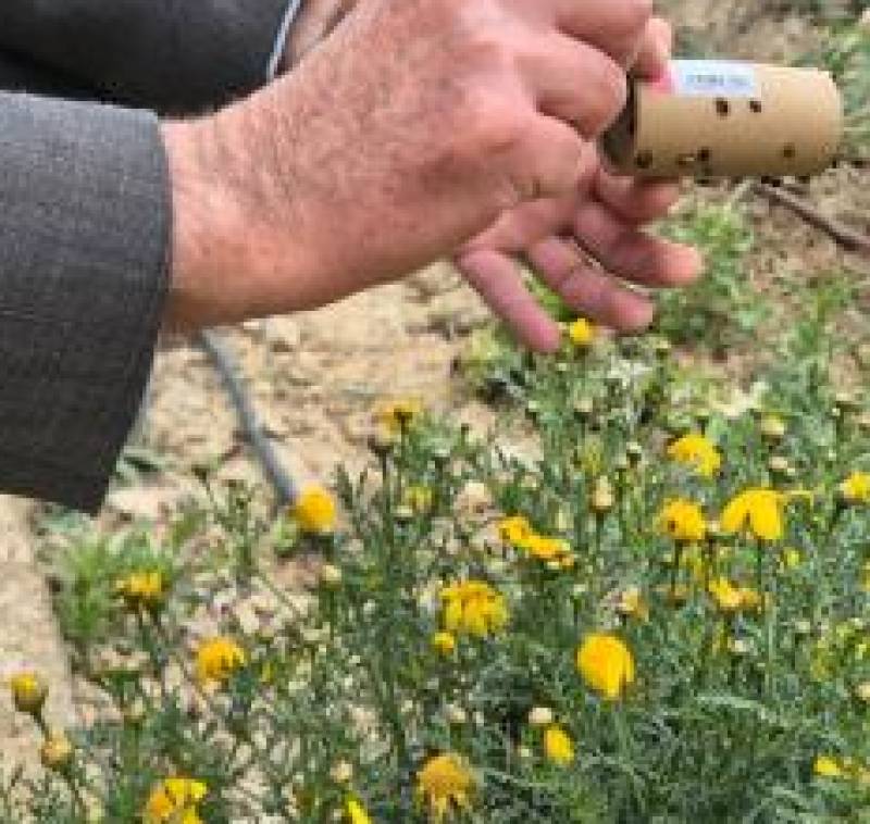 Murcia's new secret weapon in the fight against plant pests is all natural... and beautiful, too!