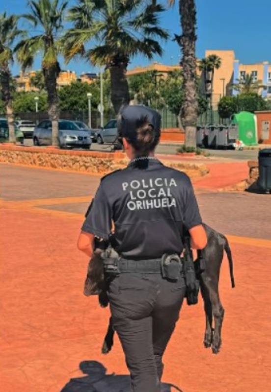 WATCH: Orihuela Costa Police rescue puppy after fall from beachside cliff