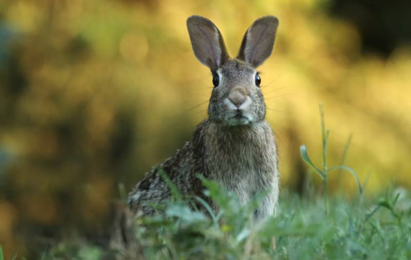 <span class="title"><a href="https://lamangaclubtoday.com/rabbit-numbers-trigger-hunting-emergency-across-12-murcia-municipalities_1000275459-a.html">Rabbit numbers trigger hunting emergency across 12 Murcia municipalities</a></span><span class="content">Special controls will target damage to farmland, roads and public safety until October 2028 A temporary hunting emergency..</span>