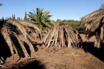 Red Palm Weevil/Picudo Rojo, information summary