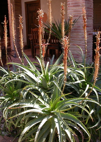 Jobs for March/April, Cut back Aloe Arborescens